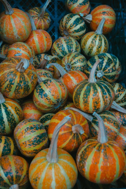 Autumn Pumpkins Stack