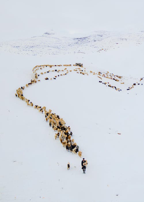 Shepherd with Flock of Sheep in Winter
