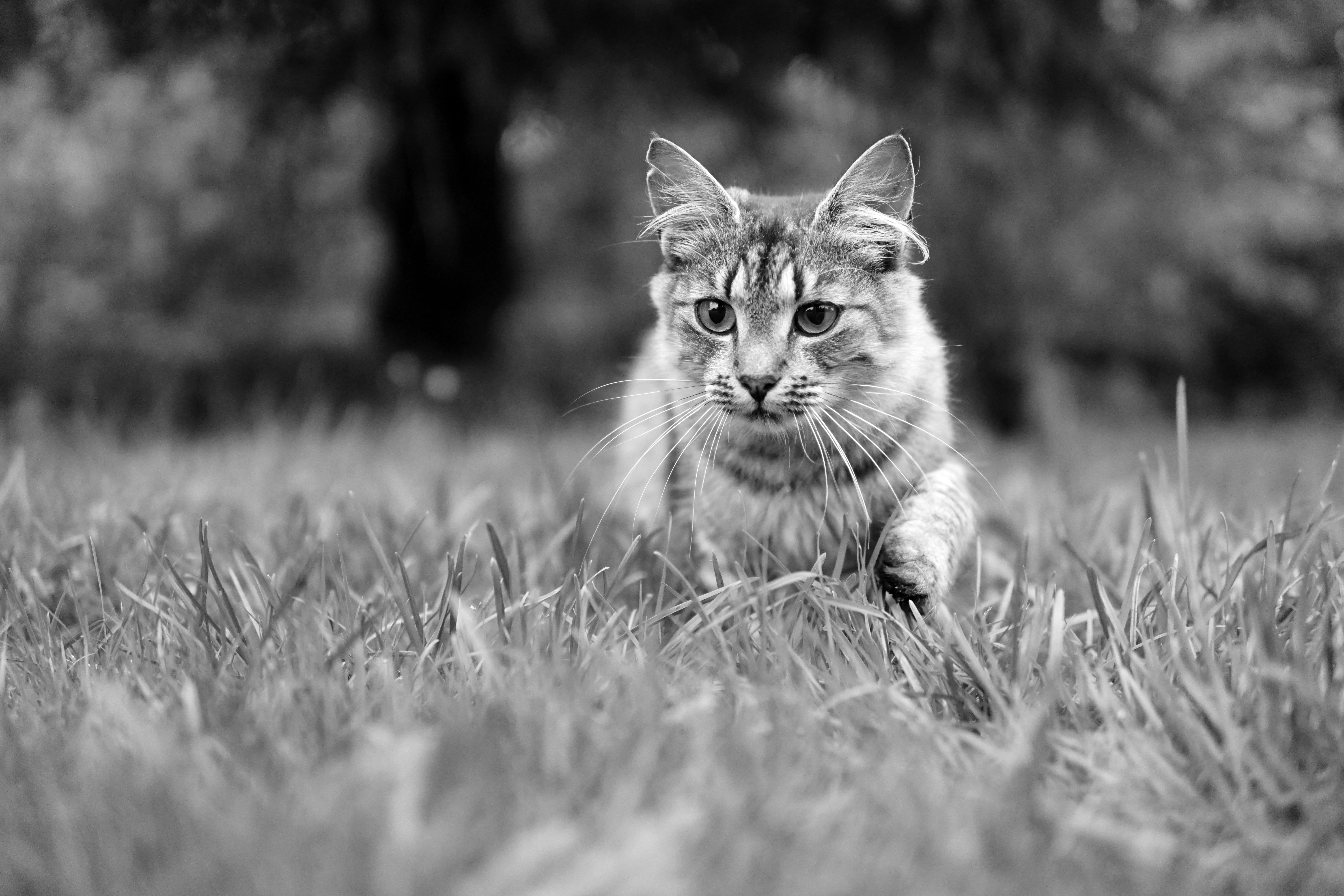 A black and white photo of a cat in the grass · Free Stock Photo