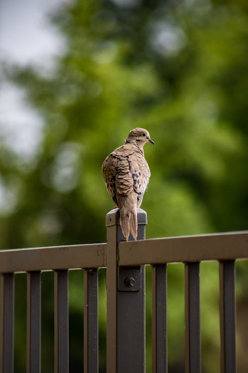 Dove Perching on a Fence 