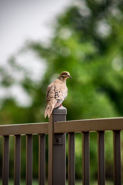 Close-up of a Mourning Dove Sitting on a Fence 