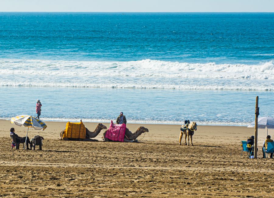 Camels with riders by the sea on a sunny beach day, featuring umbrellas and people.