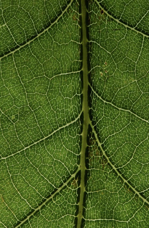 Midrib and Veins of the Leaf