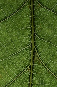Detailed close-up of a leaf showing intricate veins and texture in Zbraslavice, Czech Republic.