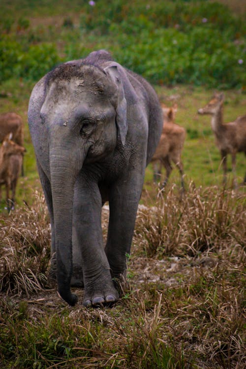Ilmainen kuvapankkikuva tunnisteilla afrikkalainen norsu, kansallinen metsä, luonnonpuisto