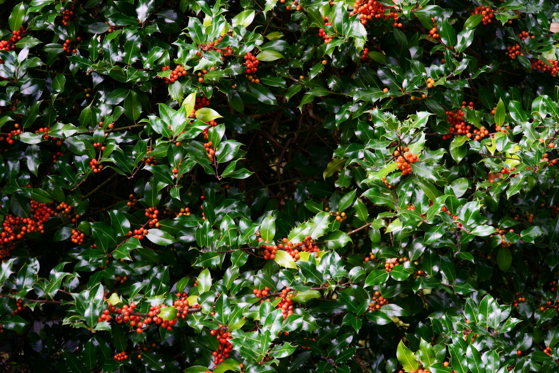 American Holly Berries