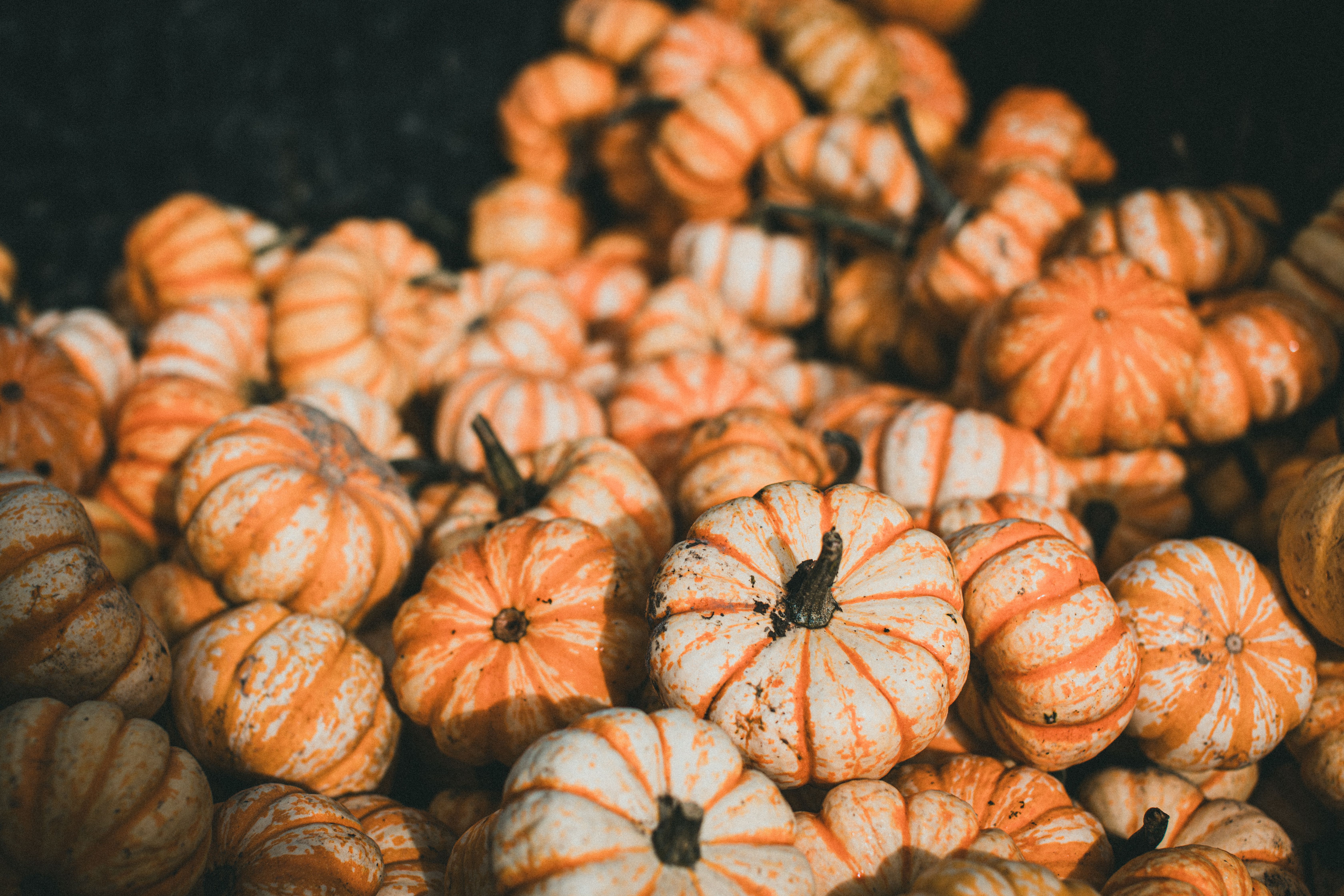 Stack of Pumpkins · Free Stock Photo
