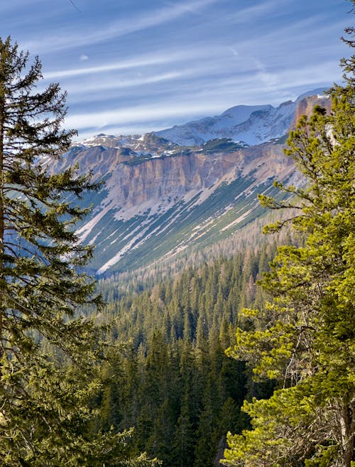 Deep, Evergreen Forest