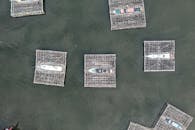 印度尼西亚水域的木筏上，渔船自上而下地展示海洋生物