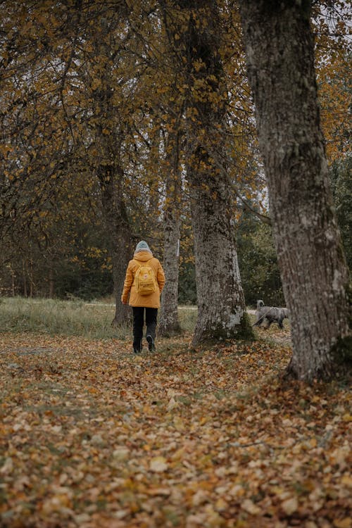 Fotobanka s bezplatnými fotkami na tému chôdza, dedinský, domáce zviera