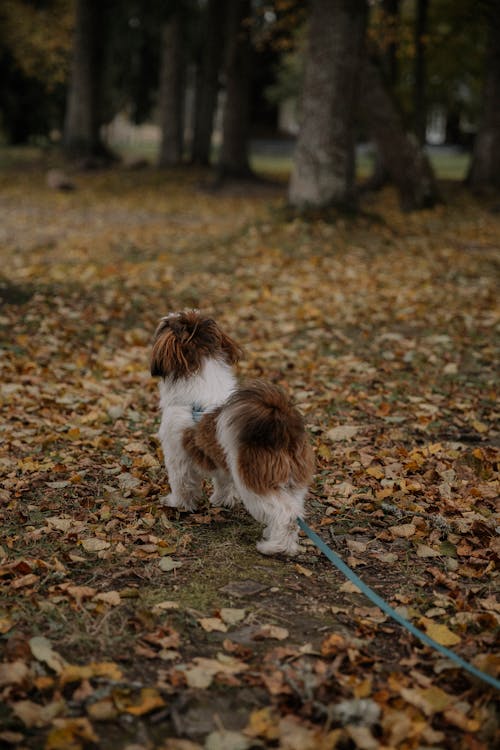 Δωρεάν στοκ φωτογραφιών με shih tzu, αγροτικός, δασικός