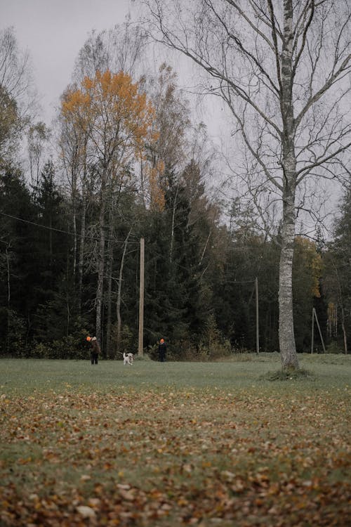 Immagine gratuita di alberi, autunno, cadere