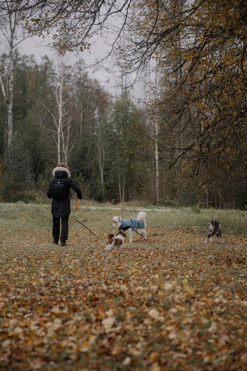 Foto stok gratis anjing, daun-daun berguguran, dingin