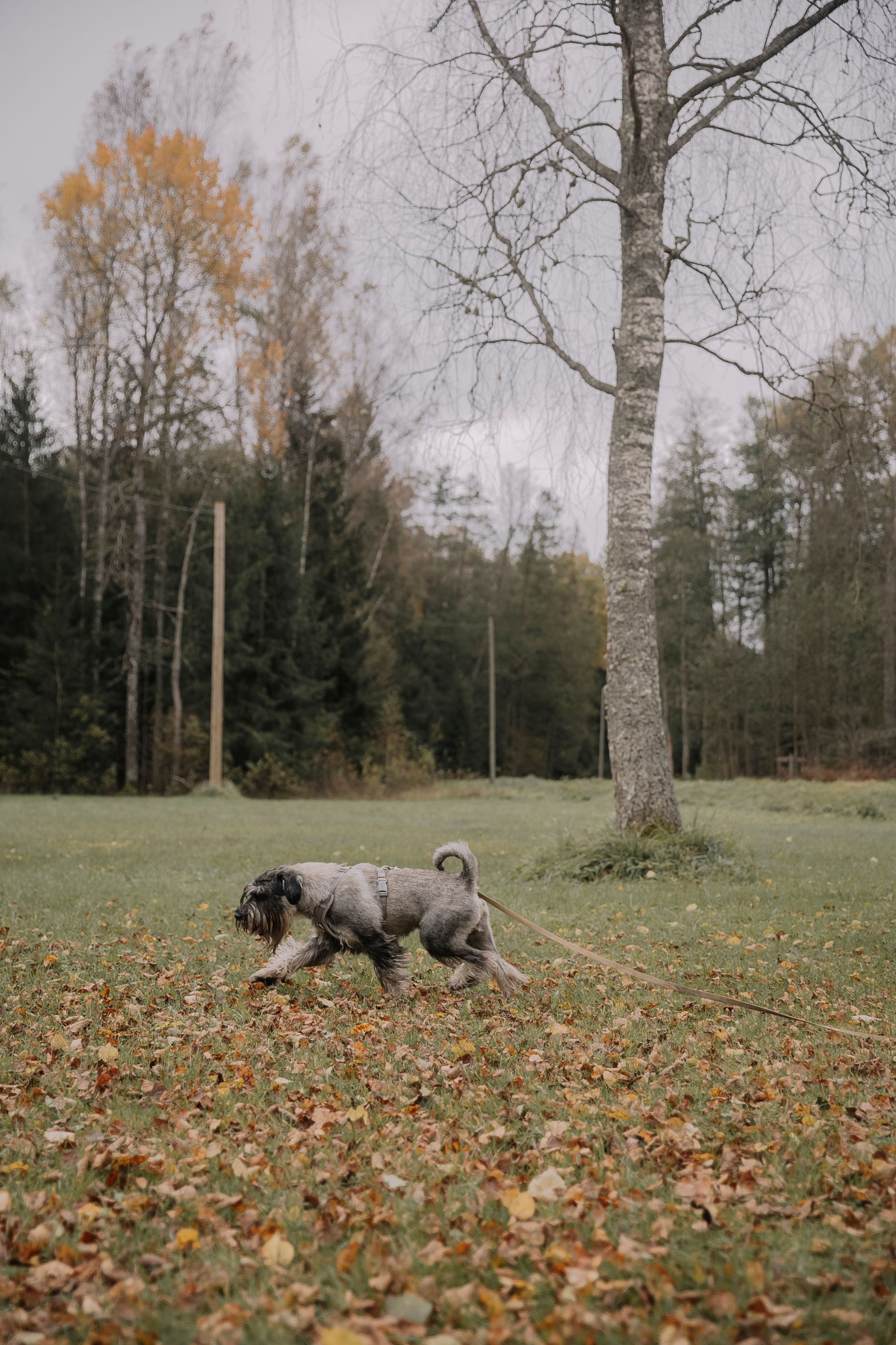 Dog in a Park in Fall · Free Stock Photo