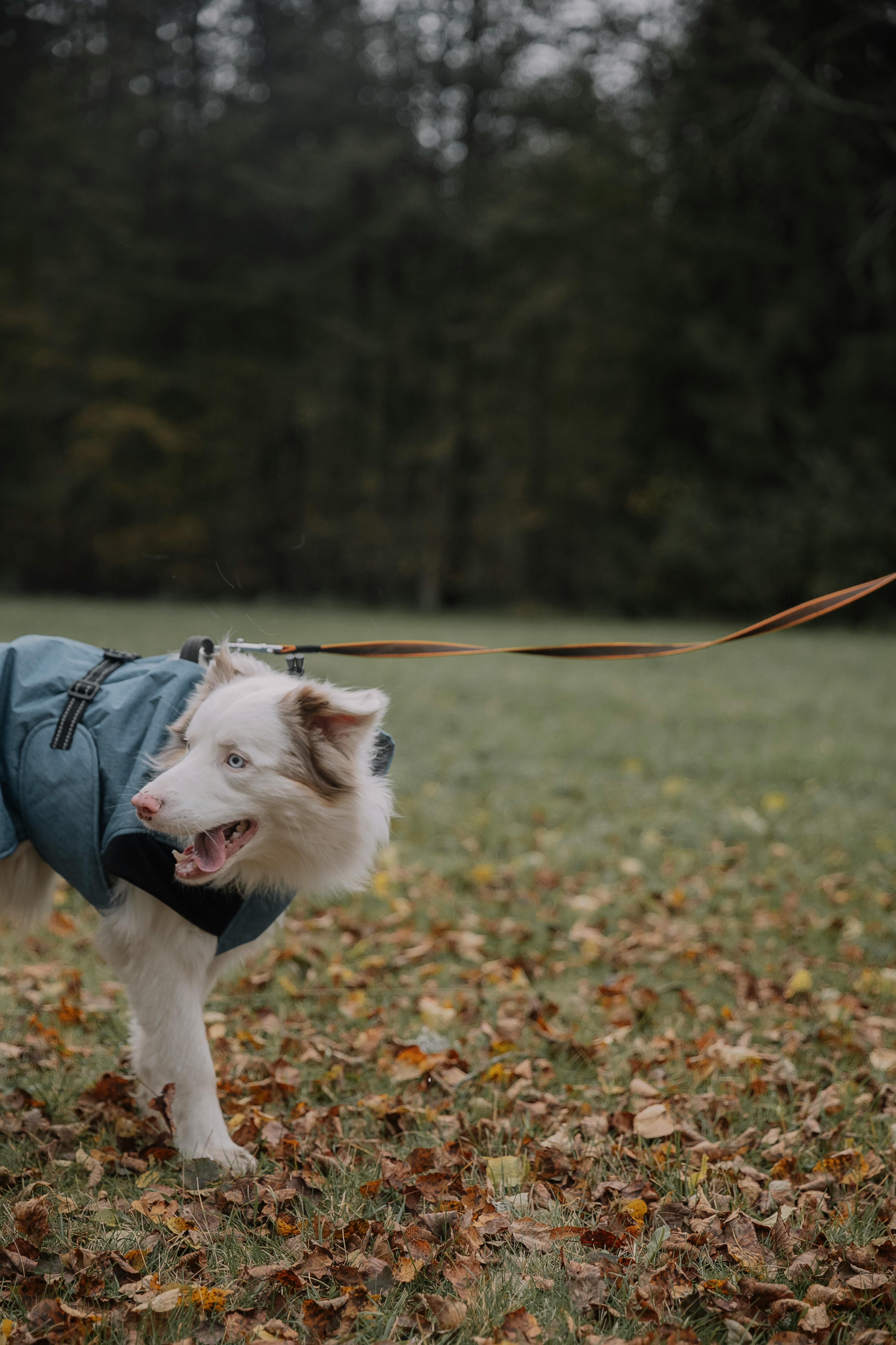 Alligator On A Leash Photos, Download The BEST Free Alligator On A ...