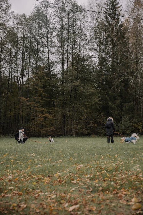 Gratis lagerfoto af blade, dyr, efterår