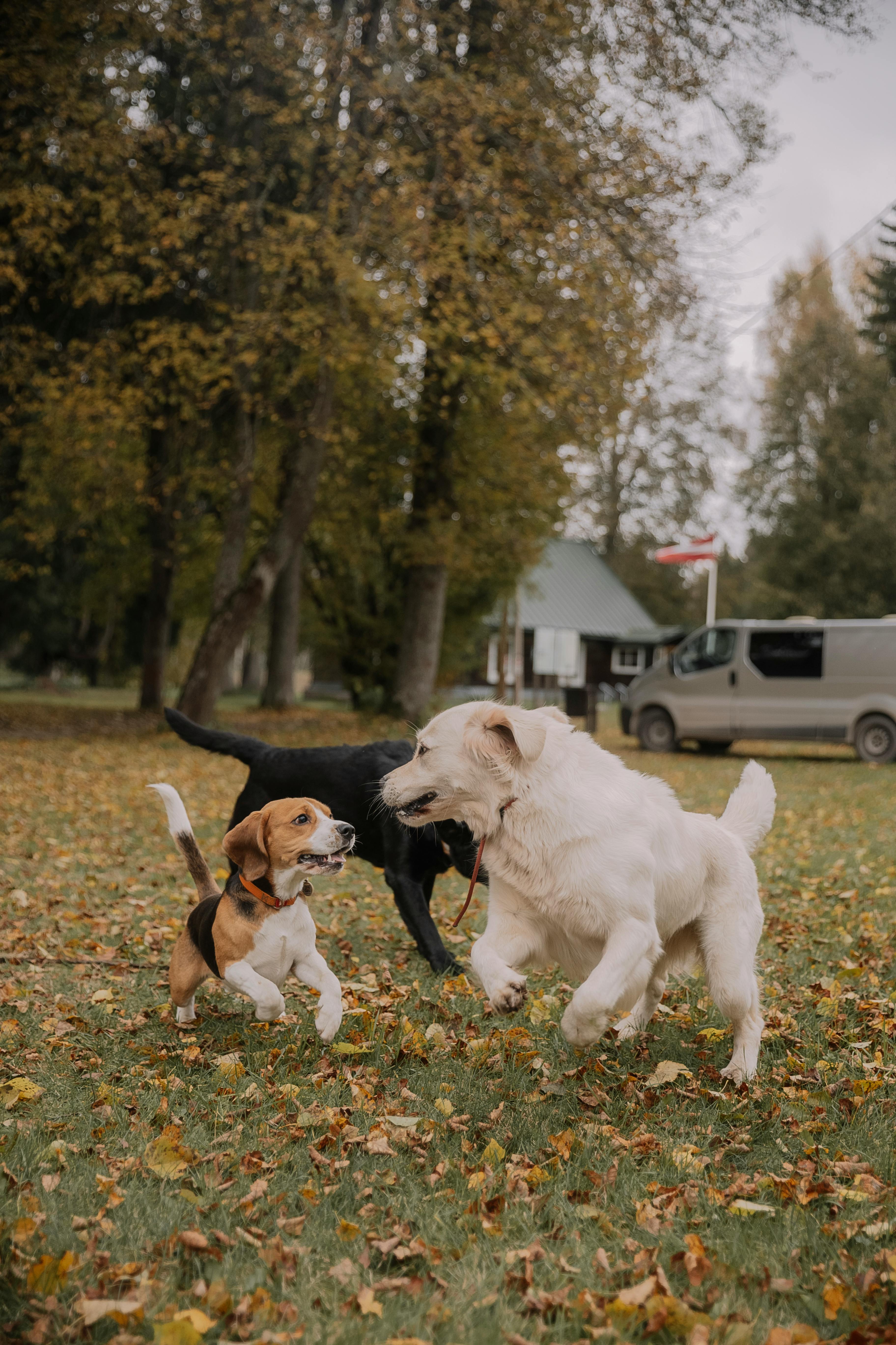 Dogs Playing Together in Park