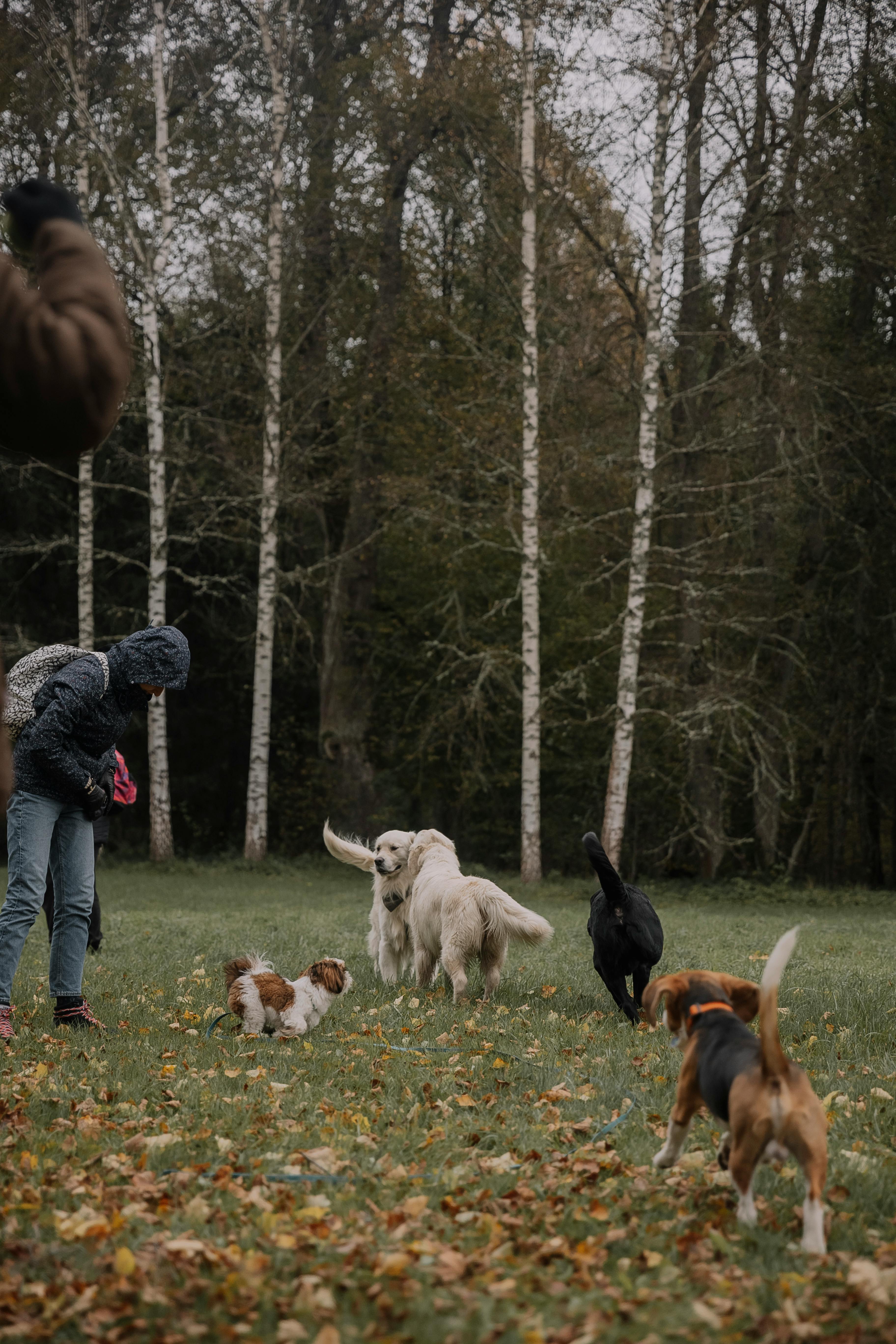 Group of Dogs Playing by the Woods