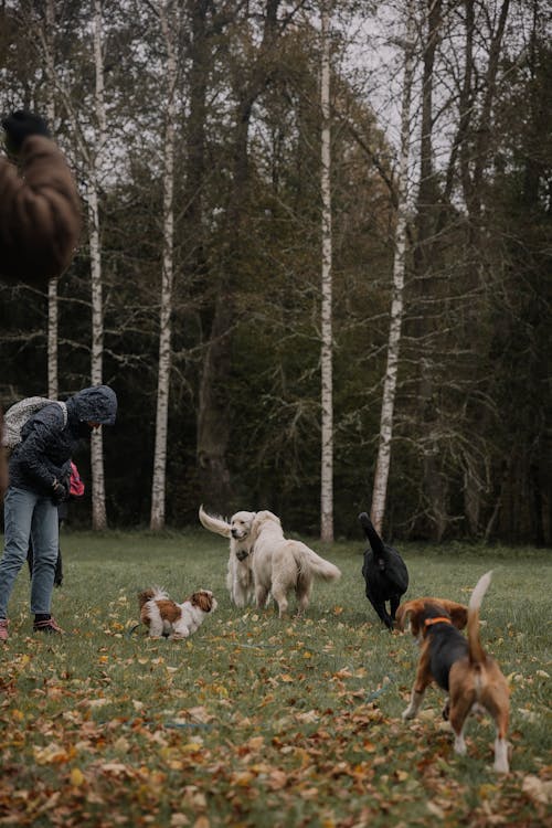 Free Group of Dogs Playing by the Woods Stock Photo