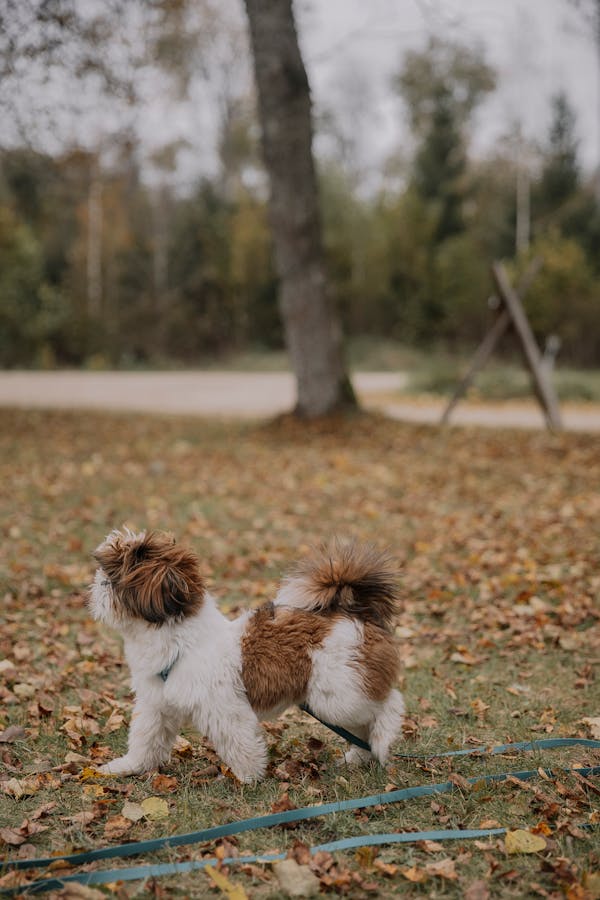 Autumn Shi Tzu Photos Download The Best Free Autumn Shi Tzu Stock