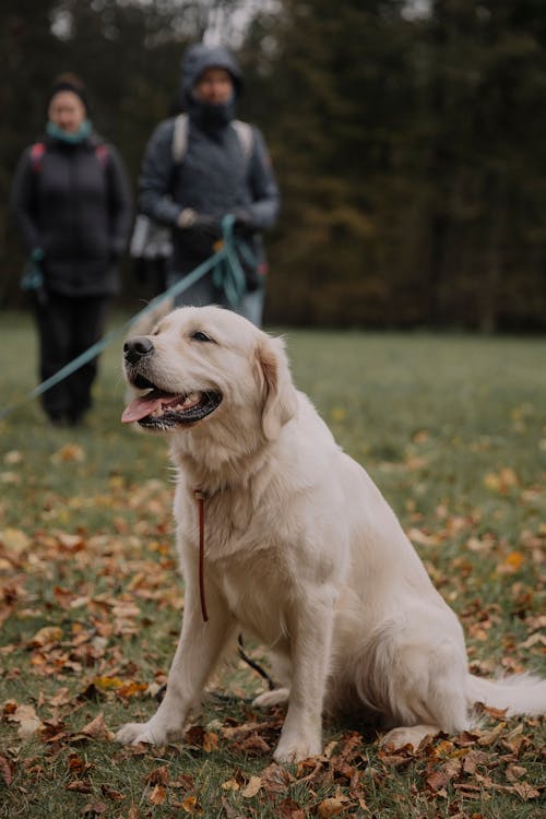 A Golden Retriever and People in the Park in Autumn 