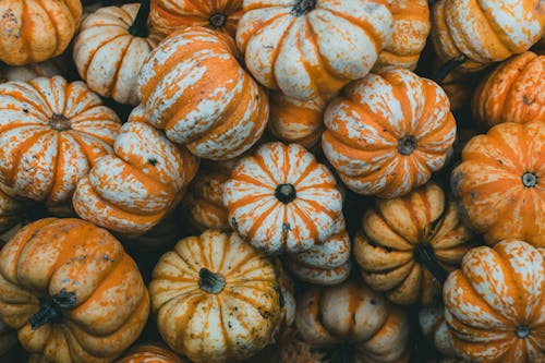 Kostnadsfri bild av falla, grönsaker, halloween