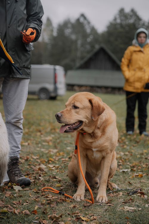 Ilmainen kuvapankkikuva tunnisteilla hauska, hihna, koira