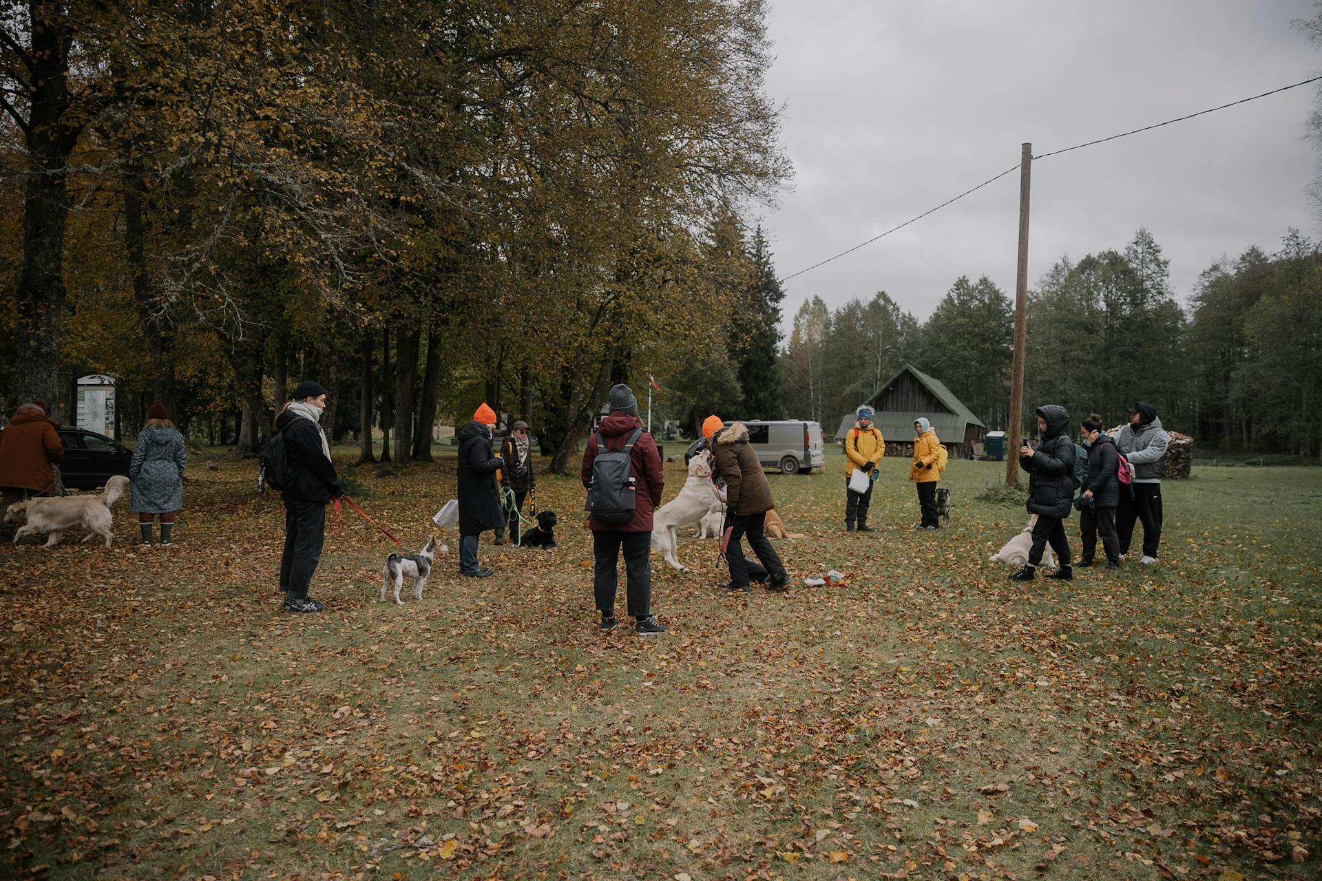 People Walking Their Dogs in the Park in Autumn