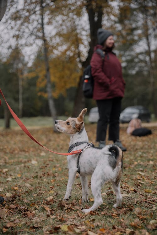 Ilmainen kuvapankkikuva tunnisteilla hihna, koira, koiran kävely