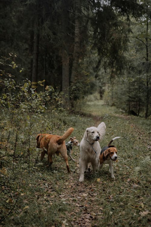 Foto stok gratis anjing beagle, anjing golden retriever, binatang peliharaan