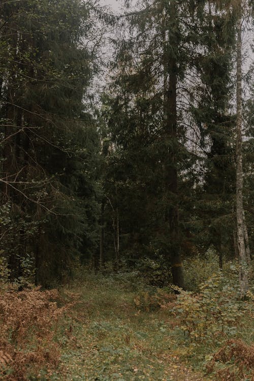 Foto d'estoc gratuïta de arbres, bosc, boscos