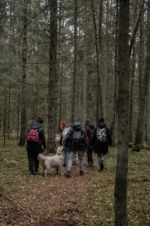 Foto d'estoc gratuïta de bosc, fent excursionisme, fusta