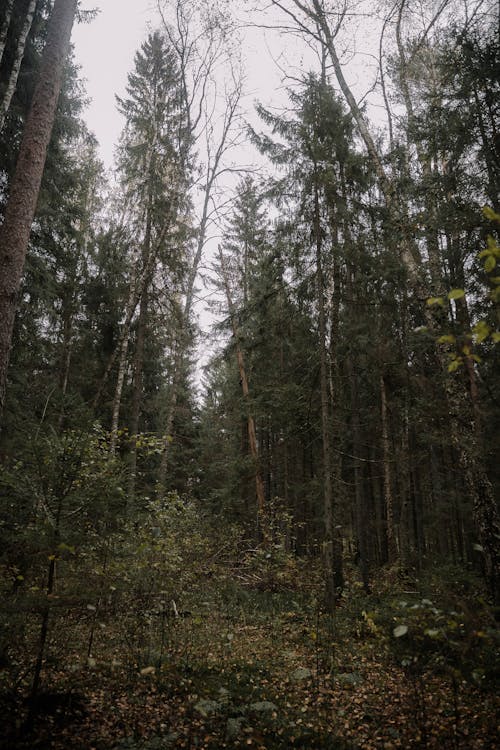 Základová fotografie zdarma na téma dřevo, krajina, les