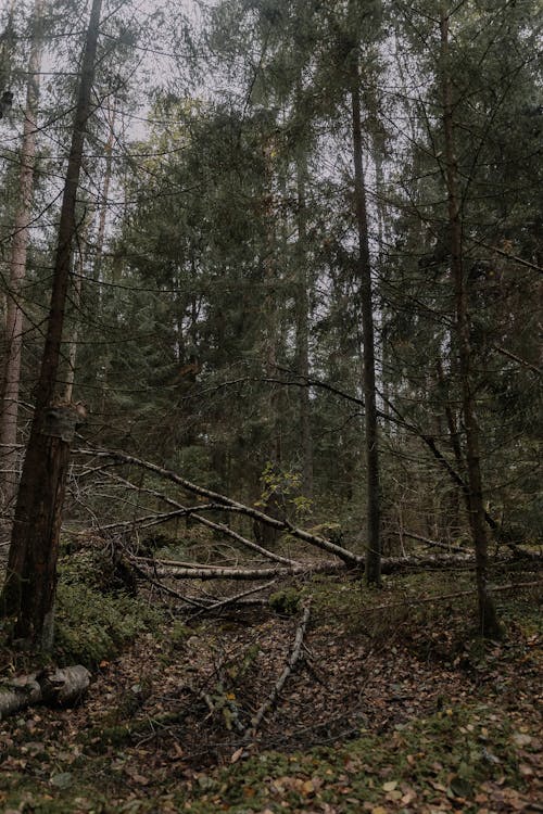 Ilmainen kuvapankkikuva tunnisteilla luonto, metsä, puut