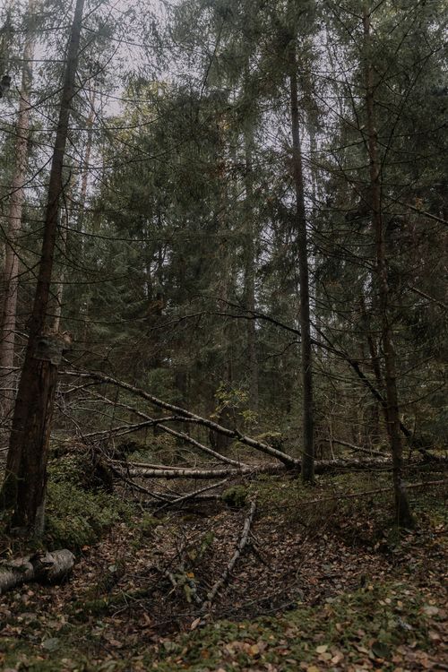 Free A tranquil deep forest scene with lush green trees and scattered fallen branches in a serene woodland. Stock Photo