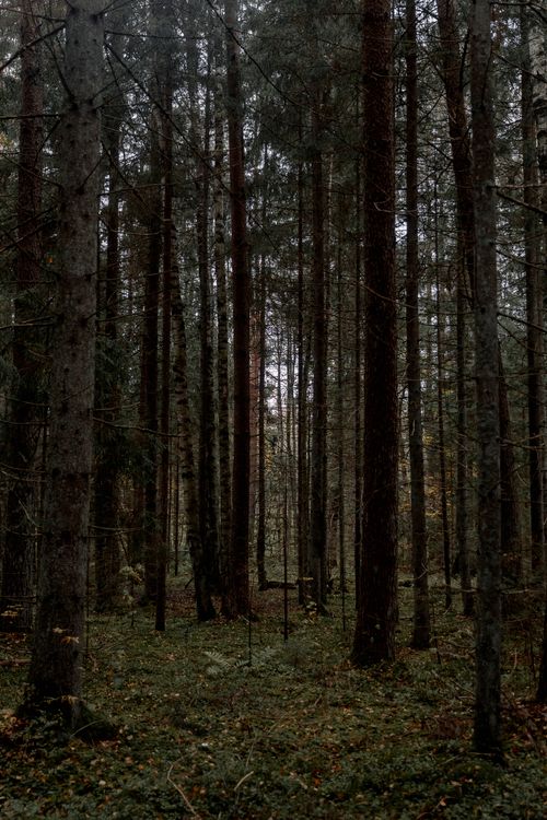 Free Explore the tranquil beauty of a dense forest with towering pine trees under a soft daylight. Stock Photo