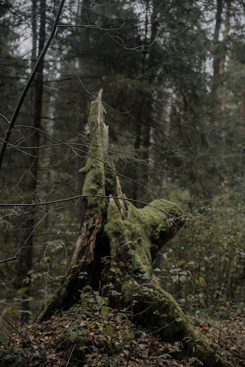 Základová fotografie zdarma na téma dřevo, kmen, les
