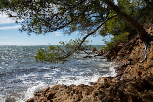 Tree and Rocks on Sea Shore