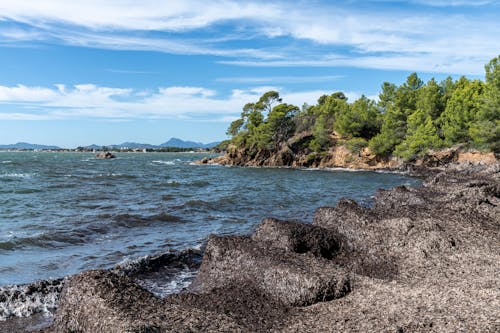 Immagine gratuita di alberi, bagnasciuga, costa