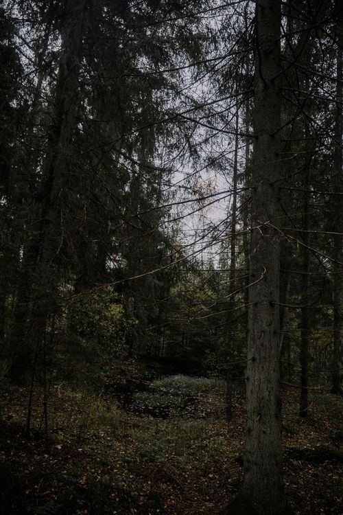 Free Moody forest scene with tall trees and thick canopy in a natural woodland setting. Stock Photo