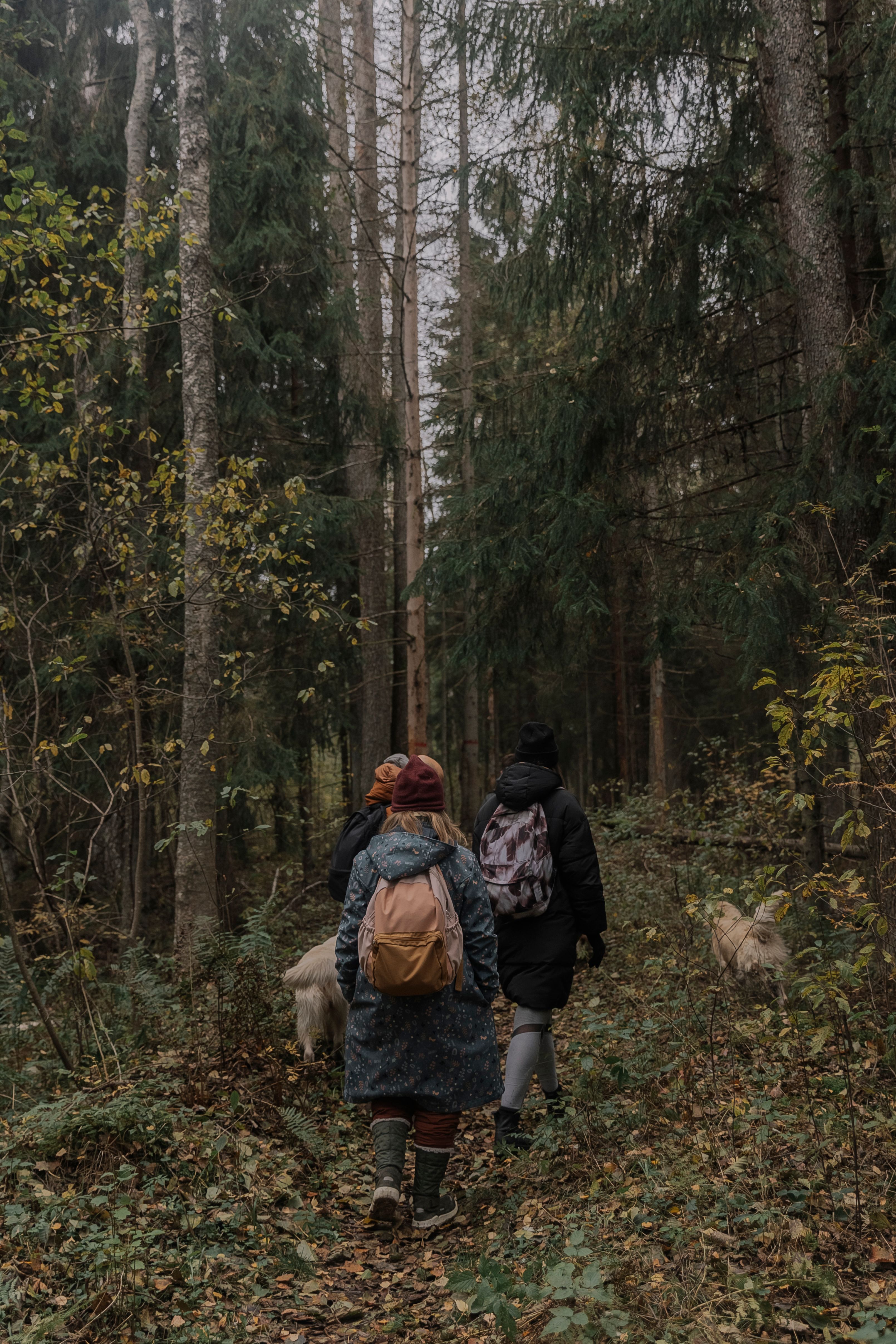 Back View of People Hiking in Forest · Free Stock Photo