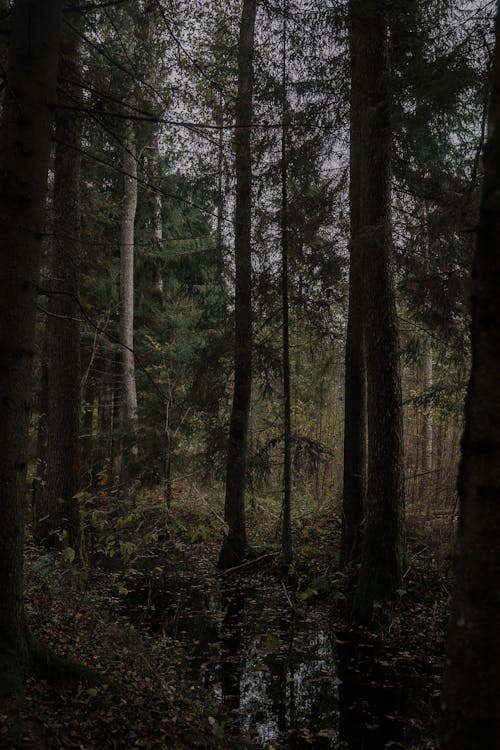Základová fotografie zdarma na téma dřevo, les, lesnatý kraj