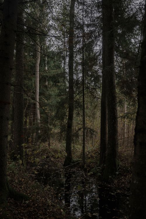 Free A tranquil view of a dense forest with tall trees and a calm stream reflecting light. Stock Photo