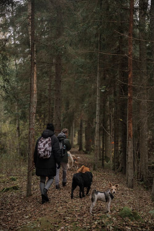 Foto d'estoc gratuïta de animals, arbres, bosc