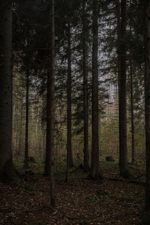 Free Moody evergreen forest with tall trees, perfect for nature and scenery explorations. Stock Photo