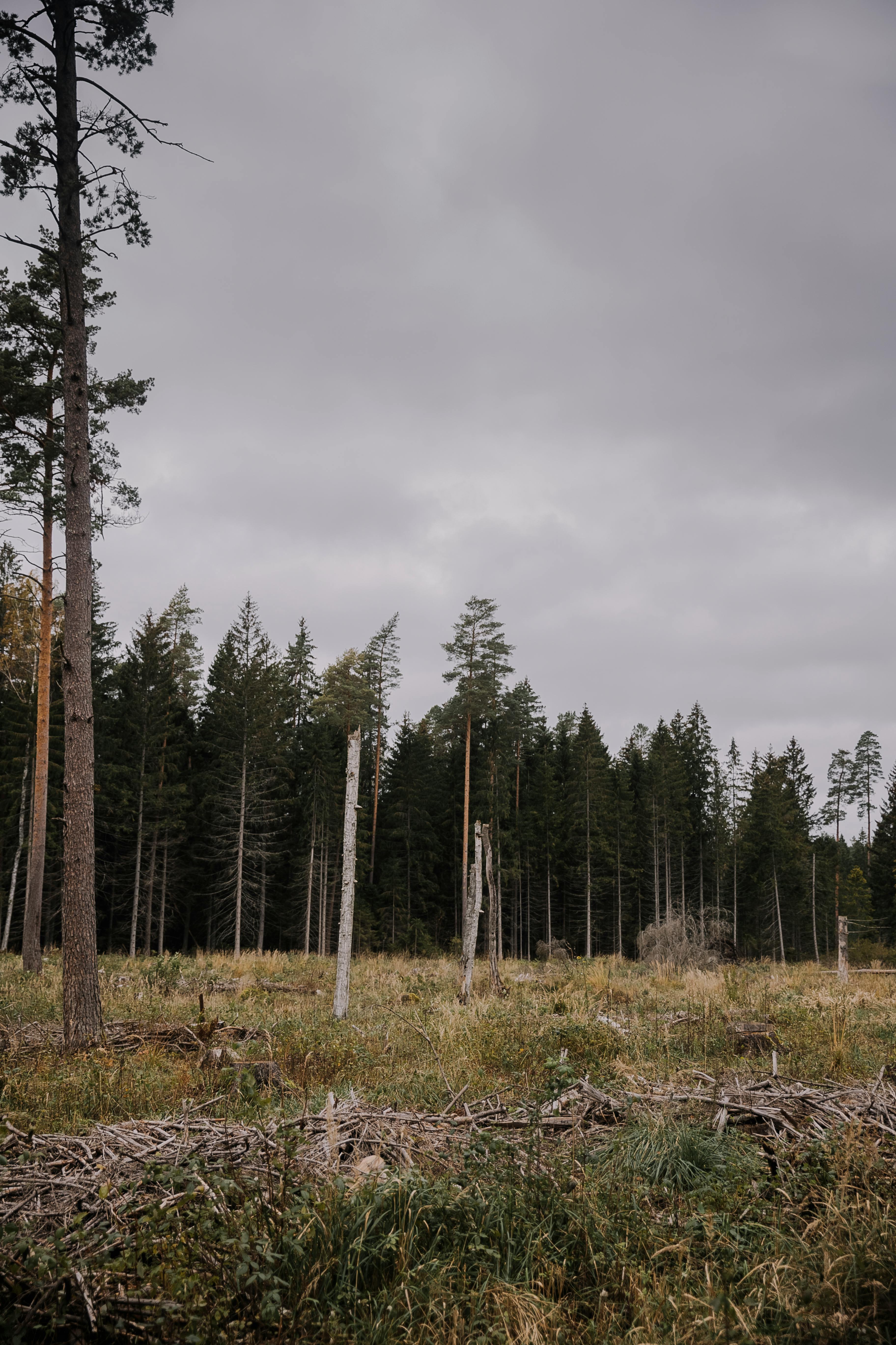 ¿Qué desafíos ambientales enfrenta Honduras entre deforestación, residuos y arrecifes?