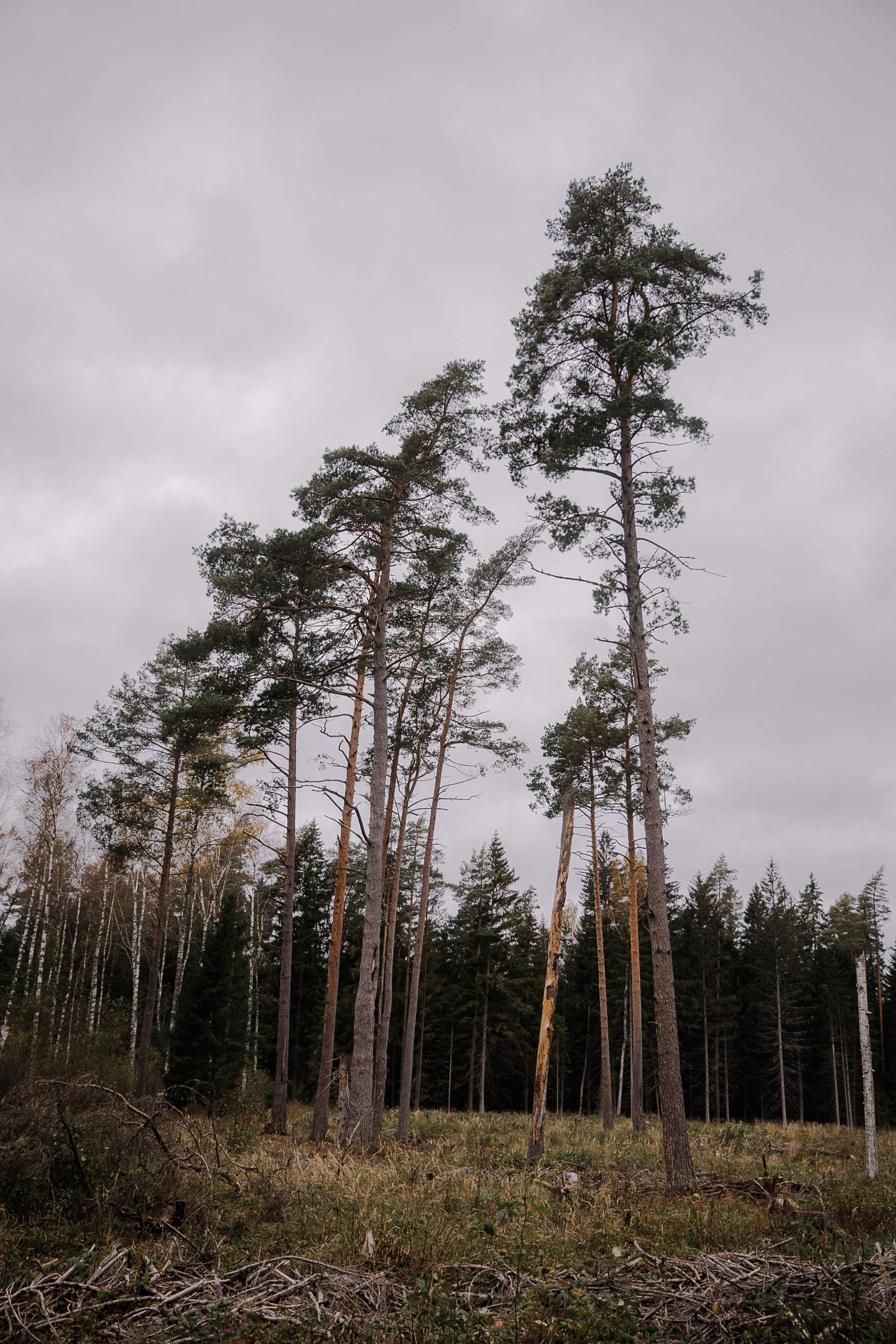 Tall Trees in Forest · Free Stock Photo
