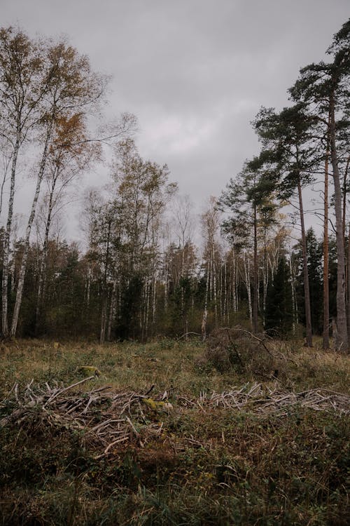 Gratis stockfoto met bewolking, bewolkt, bomen