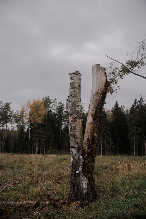 Foto d'estoc gratuïta de arbres, bagul, bosc