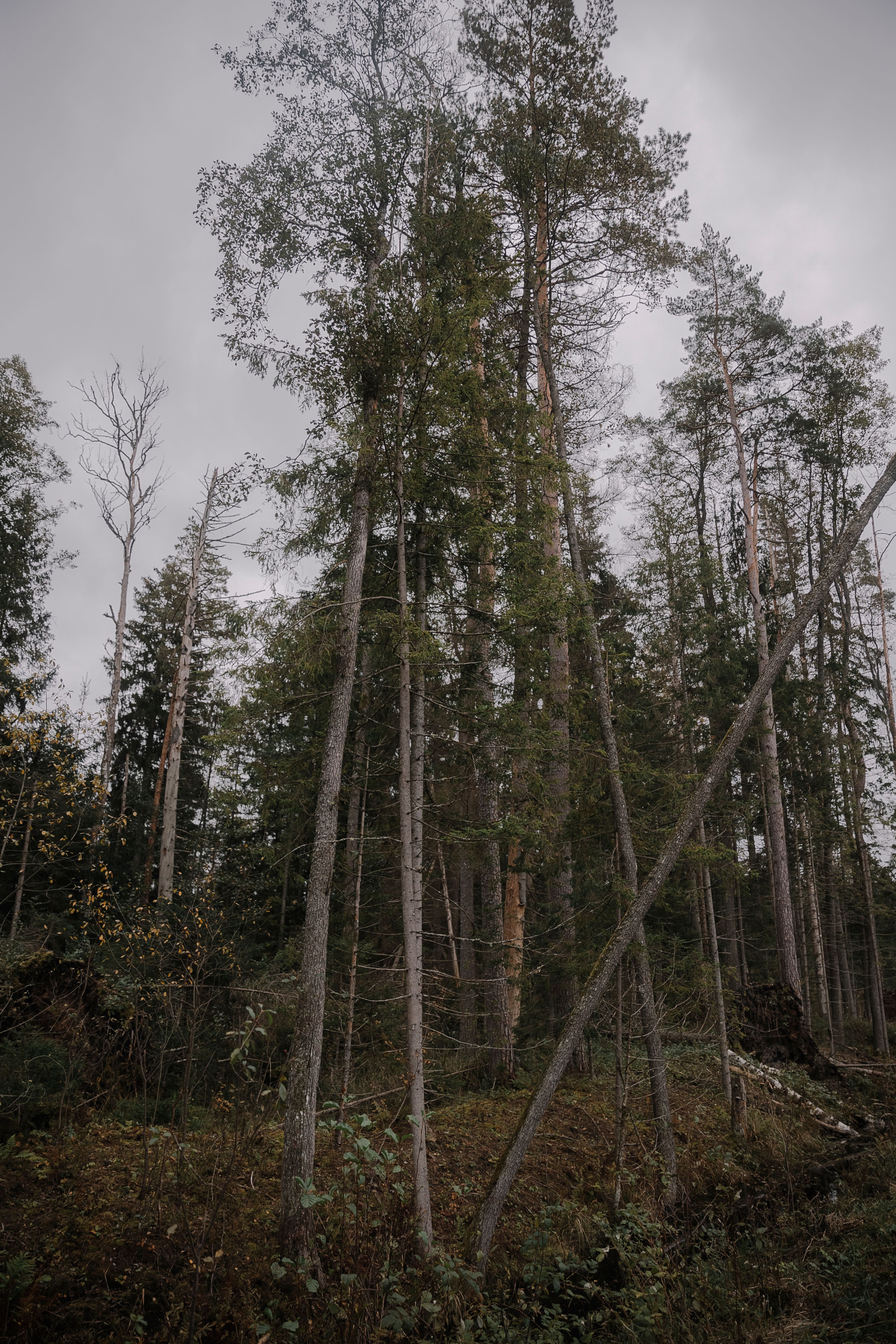 Tall Trees in Forest · Free Stock Photo